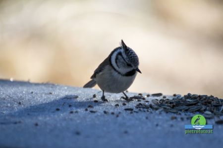 European crested tit