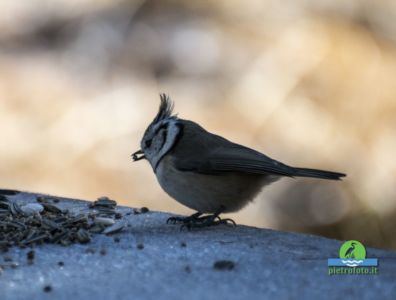 European crested tit