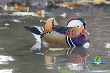 Mandarin duck