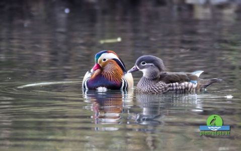 Mandarin duck