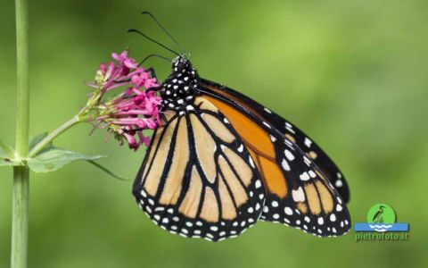 Monarch butterfly