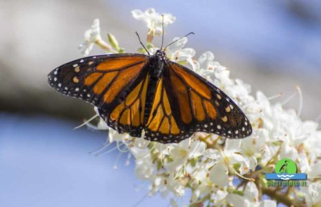 Monarch butterfly