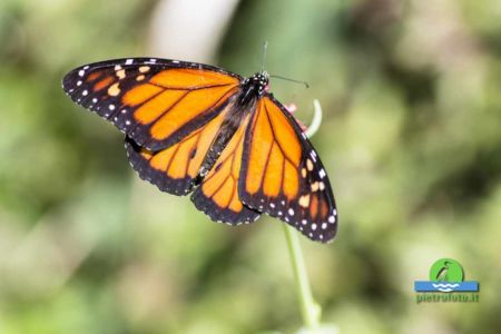 Monarch butterfly