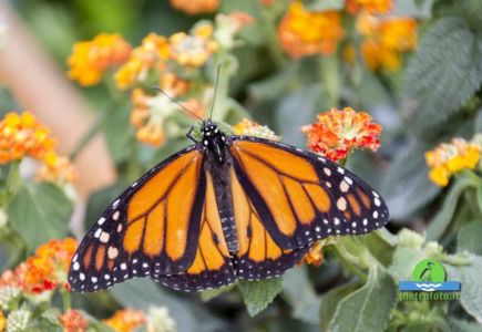 Monarch butterfly