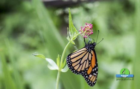 Monarch butterfly