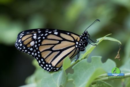 Farfalla monarca