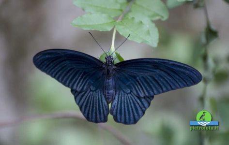 Great yellow mormon