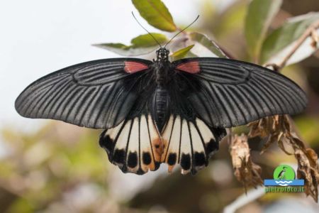 Great yellow mormon