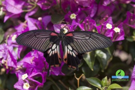 Great yellow mormon