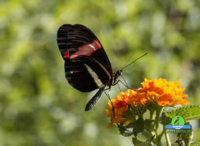 Heliconius erato