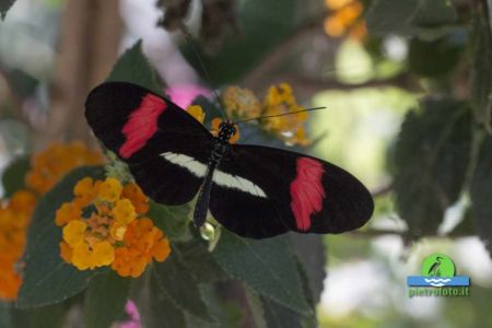 Heliconius erato