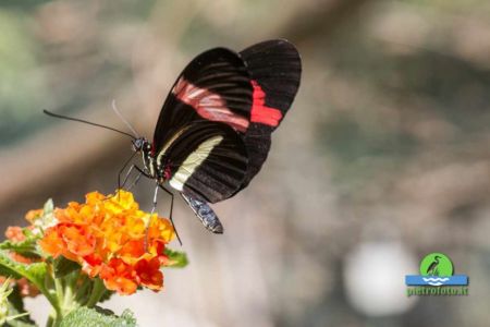 Heliconius erato