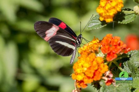 Heliconius erato