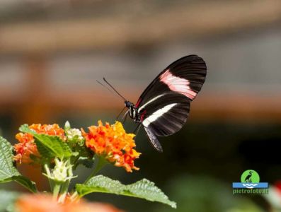 Heliconius erato