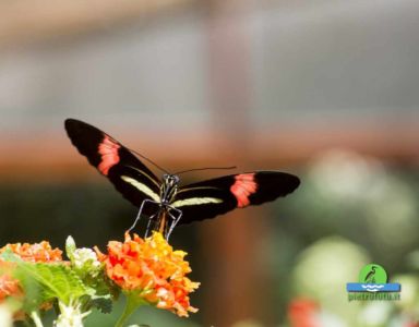 Heliconius erato