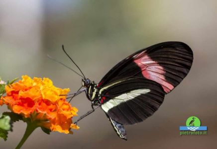 Heliconius erato