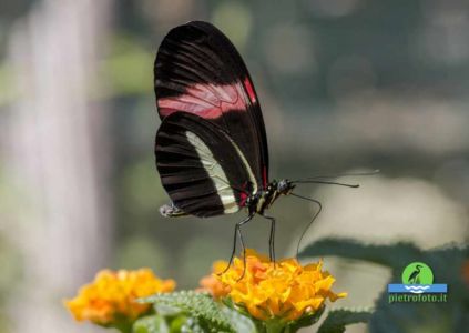 Heliconius erato