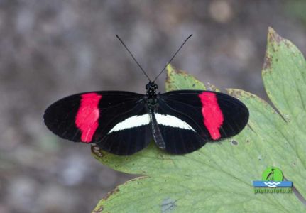 Heliconius erato