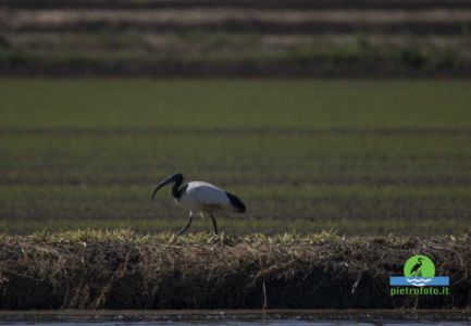 African sacred ibis