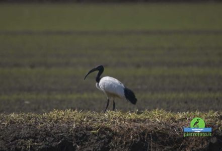 African sacred ibis