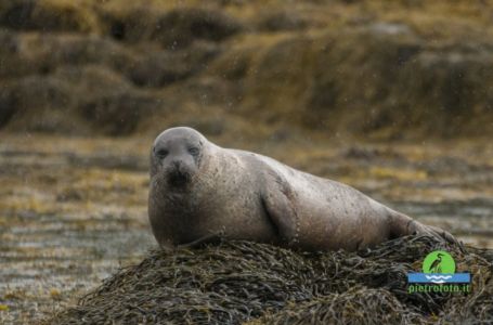 Grey seal