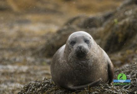 Grey seal