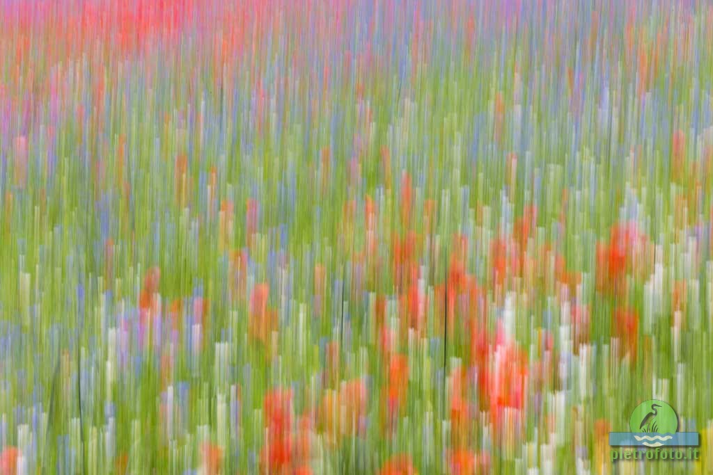 La fioritura di Castelluccio di Norcia - Astratta con ICM