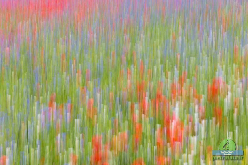 La fioritura di Castelluccio di Norcia