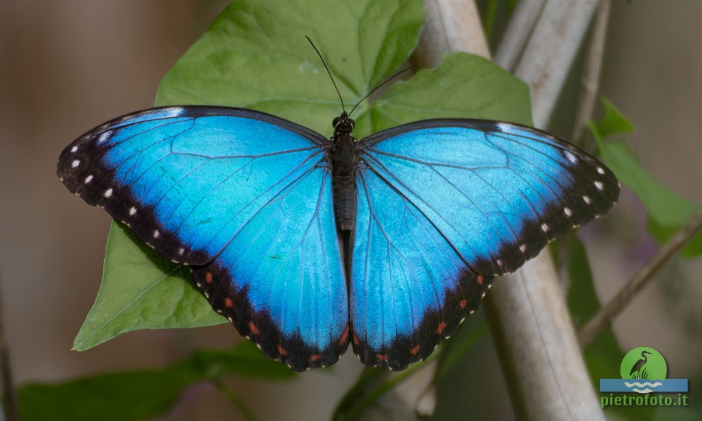 The blue morpho butterfly