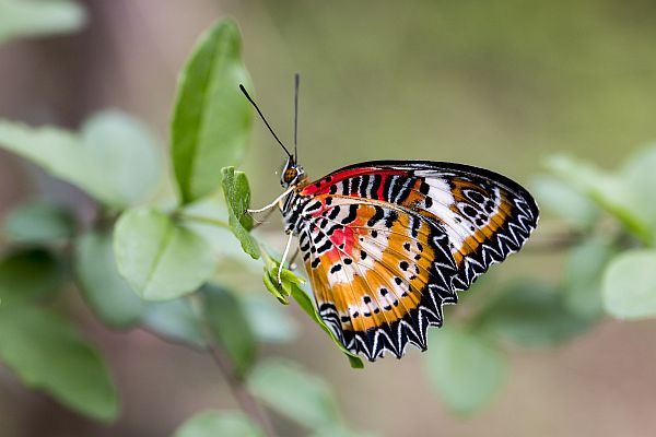 Leopard lacewing butterfly