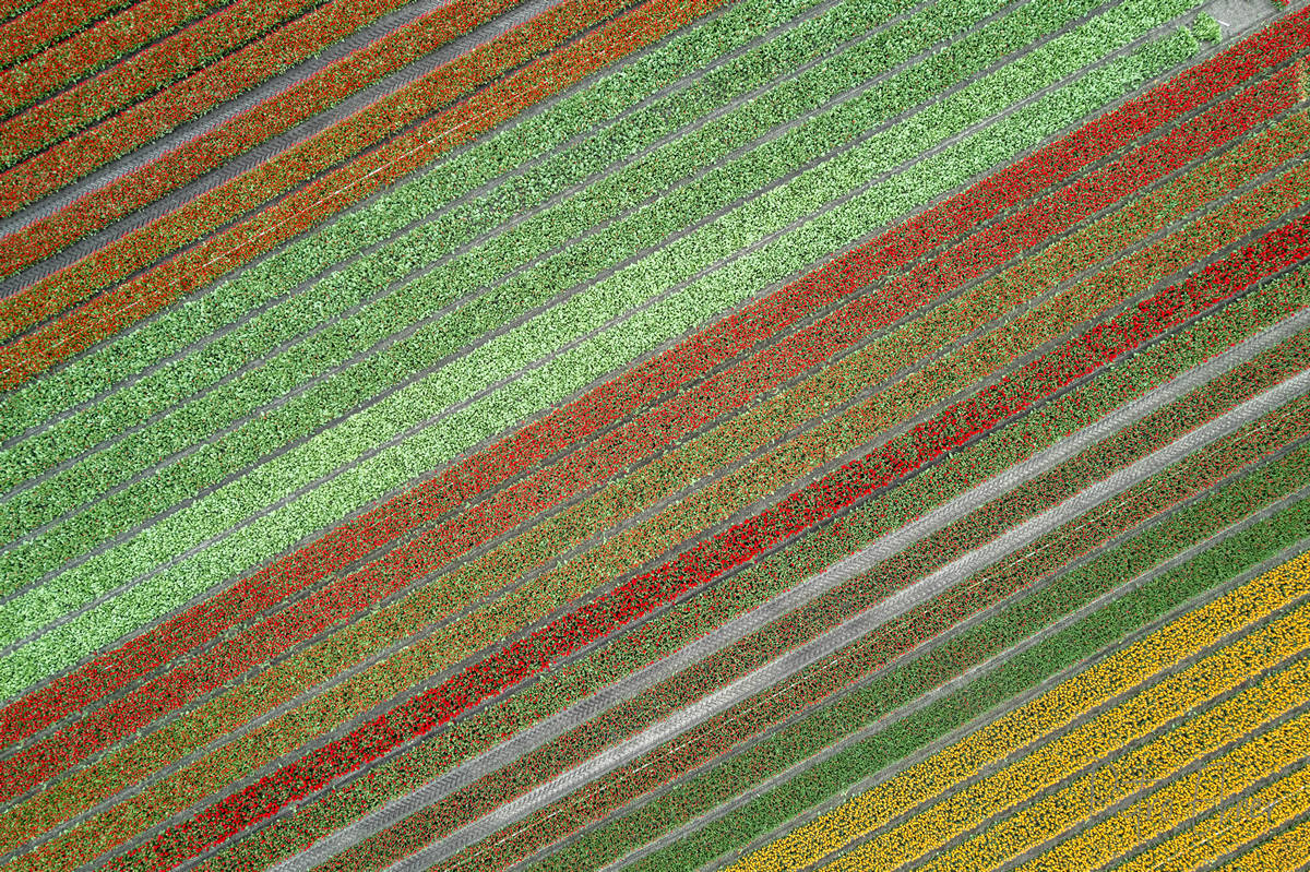 Tulip fields from drone