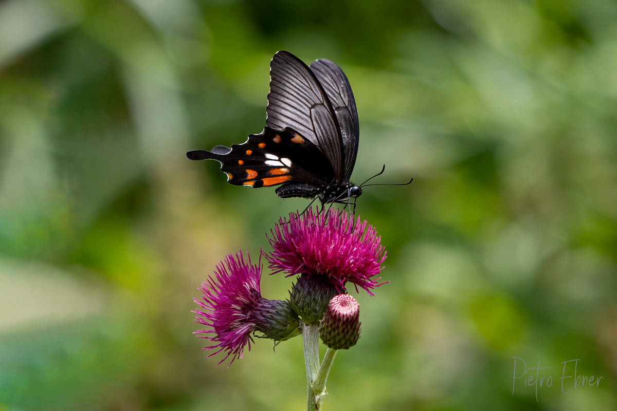 Great mormon butterfly