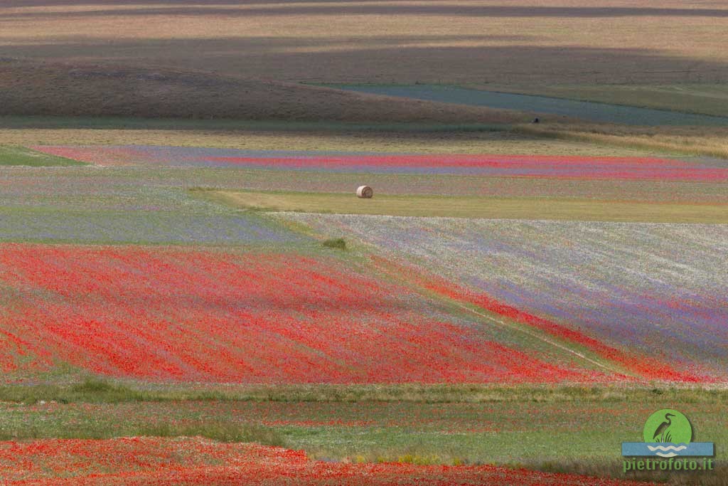 La fioritura di Castelluccio di Norcia