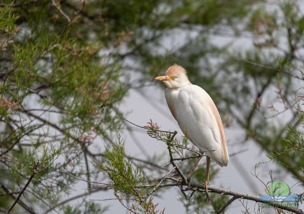 Cattle egret