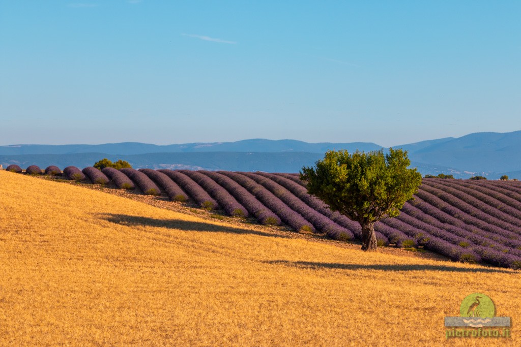 La fioritura della lavanda in Provenza