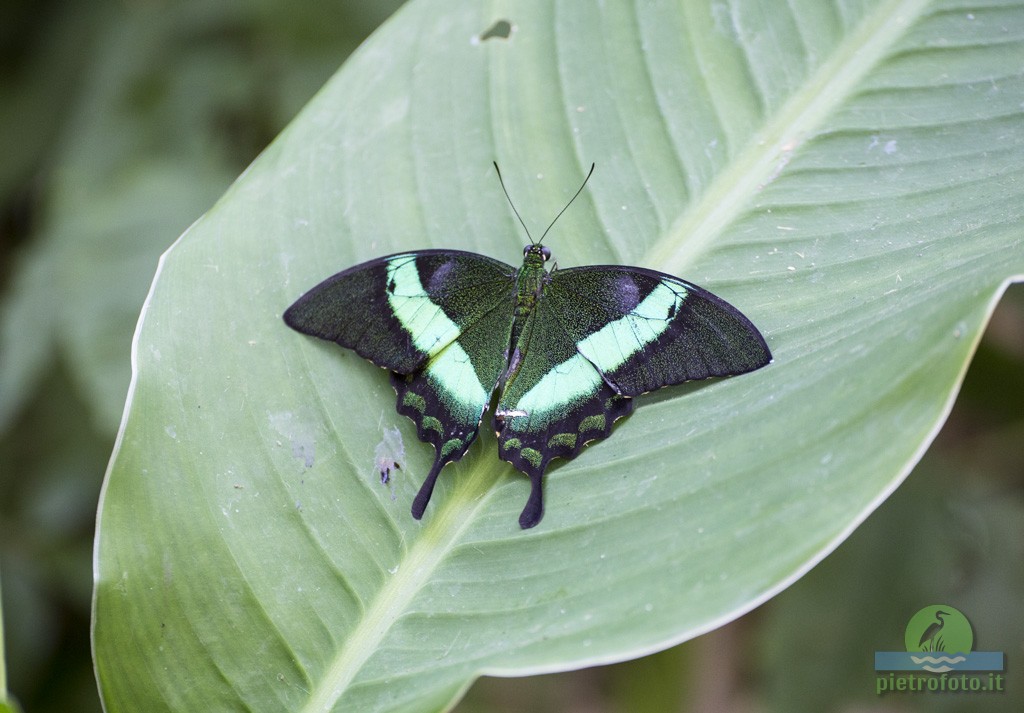 Farfalla smeraldo