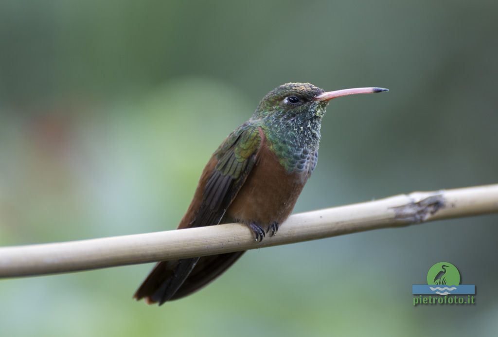 Colibri amazilia