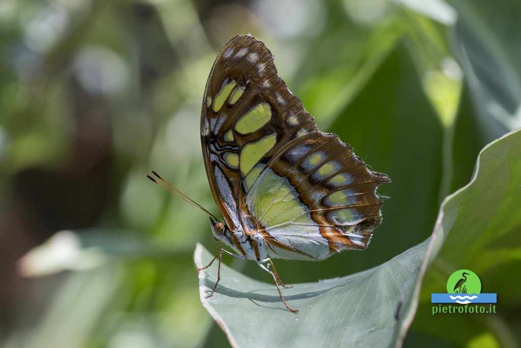 Siproeta stelenes