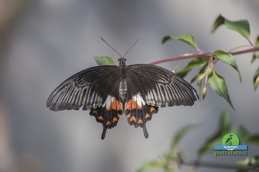 Papilio memnon