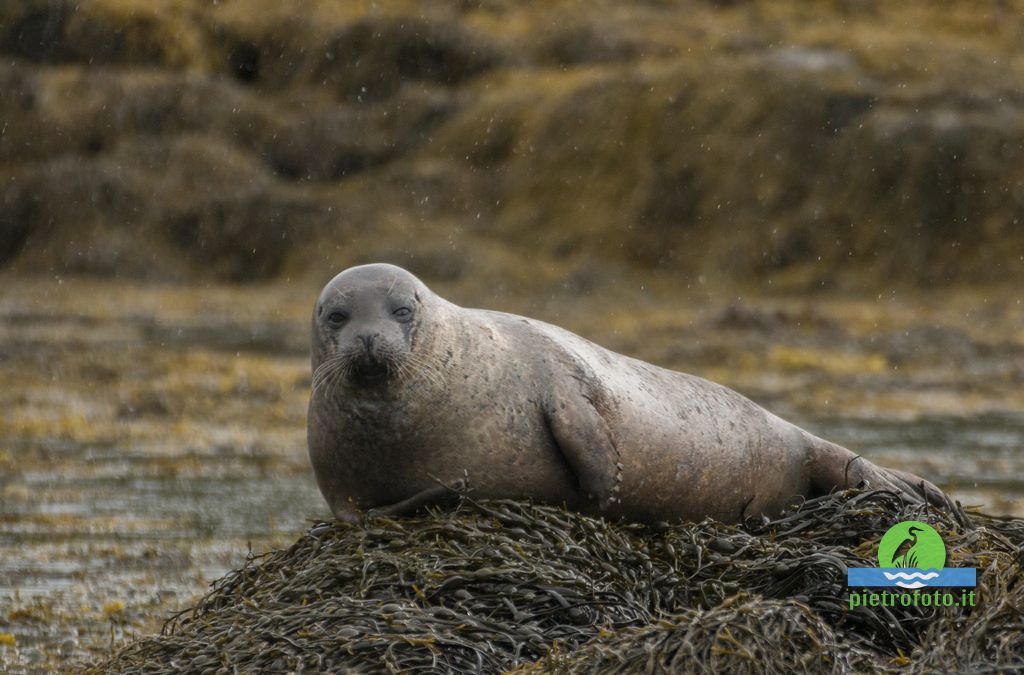 Foca grigia