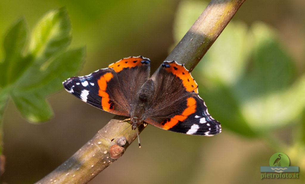 Vanessa Atalanta