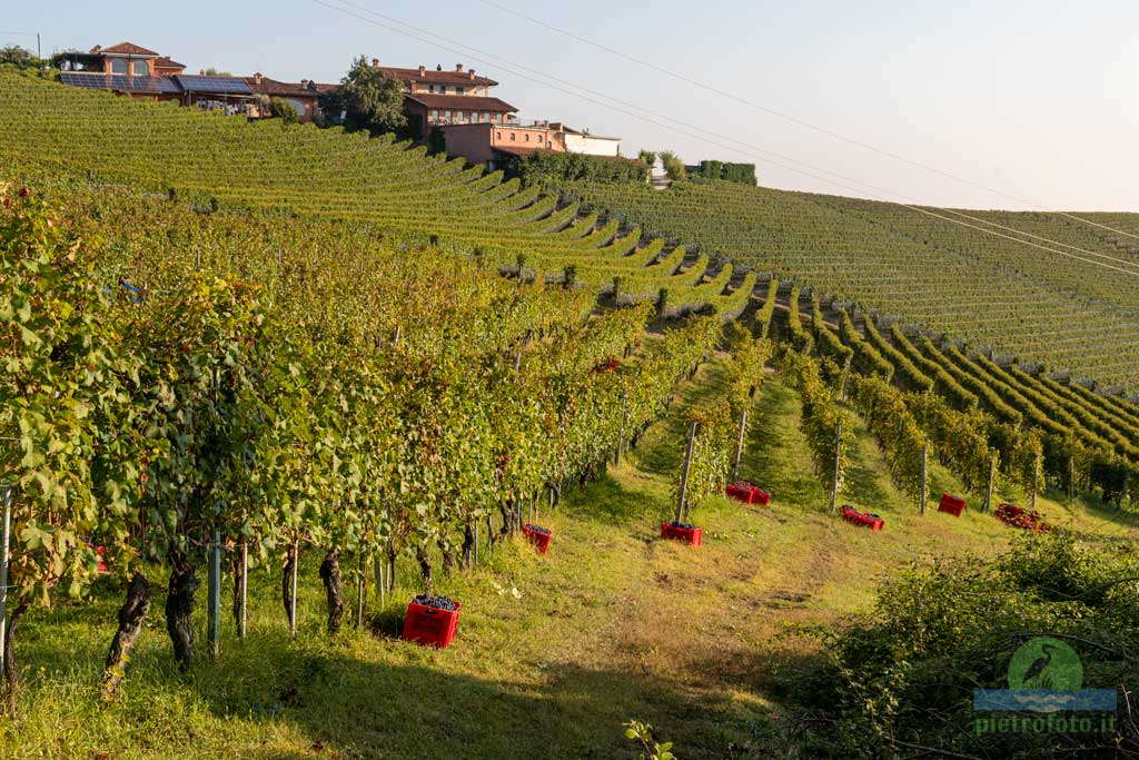 La vendemmia nelle langhe