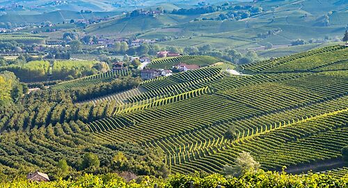 Vineyards in PIemonte