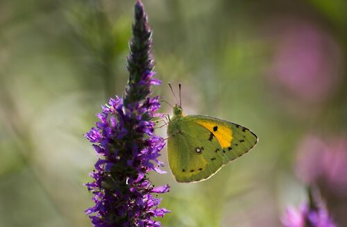 Dark clouded yellow butterfly