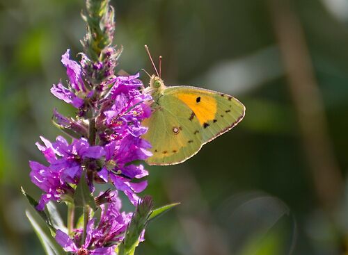 Dark clouded yellow butterfly