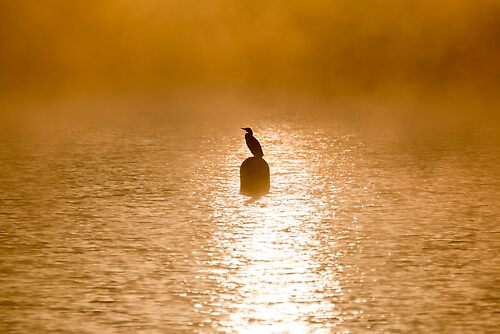 Cormorant on a lake