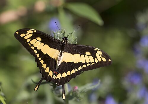 King swallowtail butterfly