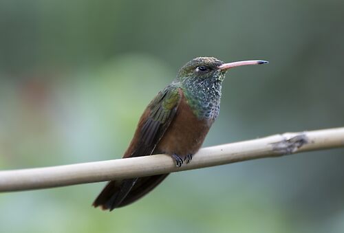 Amazilia hummingbird