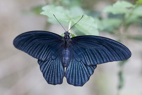 Great mormon butterfly