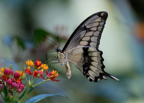 Citrus swallowtail butterfly